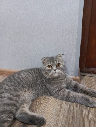 scottish fold satilir: Британская вислоухая, Самец, В добрые руки, Самовывоз