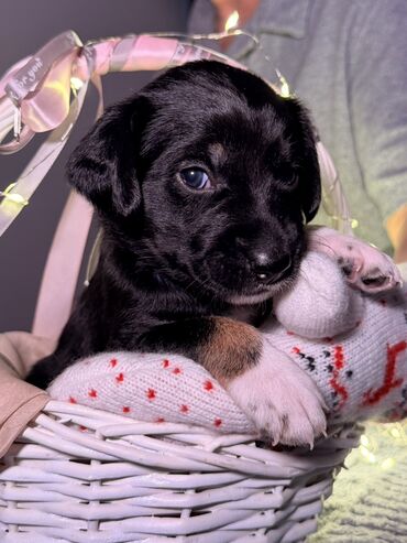 Продажа собак: 🎁 Ищете идеальный подарок к Новому году? Маленький хвостик, который — 4