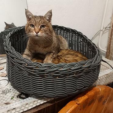 Продажа кошек: Плетеная лежанка для кошек, выполненная в форме головы кошки с ушками — 9