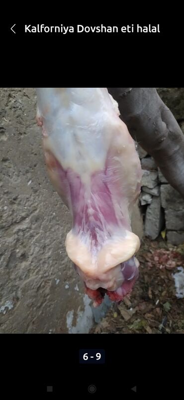 Ət: Salam temiz kaliforniya sortu🐇 dovsha eti isdeyen — 14