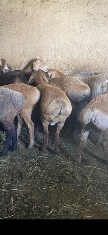 купить сетку для курей: Продаю баранов (овец) мкр джал на забой от 12000 сомов и выше