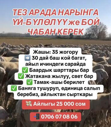 Пастухи: Требуется Пастух, Оплата Ежемесячно, Питание at lalafo.kg Пастухи: Требуется Пастух, Оплата Ежемесячно, Питание