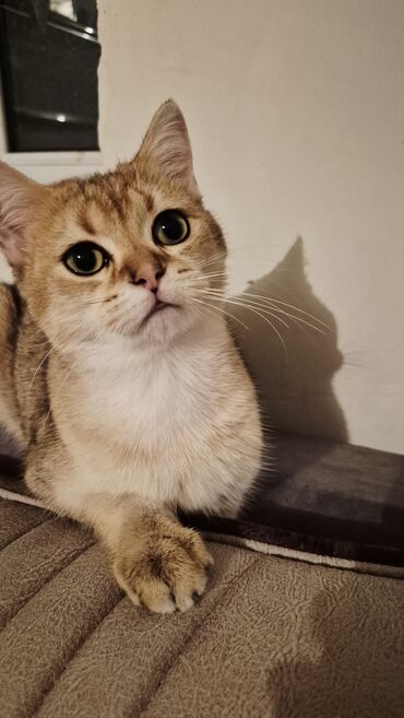 Pişiklər: Qızıl şinşilla, Erkək, Cütləşmə üçün — 3