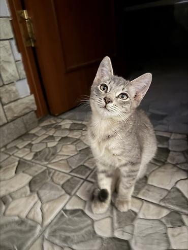 Котята-домоседы, короткошёрстные, окрас: серебристый табби и светлый
