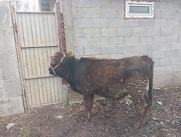 Баран, овца: Продаю | Овца (самка) | На забой — 10