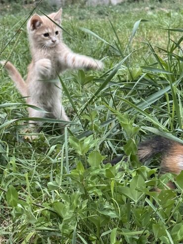 Продажа кошек: Очаровательный котенок с мягкой шерстью и любознательным взглядом — 7