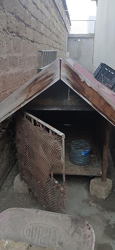 İtlər: Alman çoban iti — 9