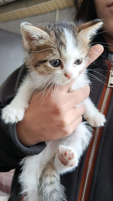 продаю в связи переездом: Котята, короткошёрстные, окрасы: мраморно‑тигровый табби и