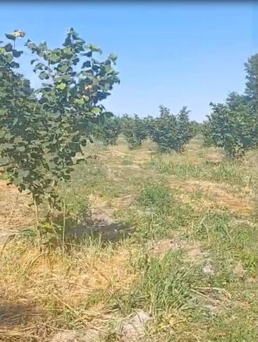 qaradağ rayonu sahil qəsəbəsi: 110 sot, Kənd təsərrüfatı, Mülkiyyətçi, Kupça (Çıxarış)