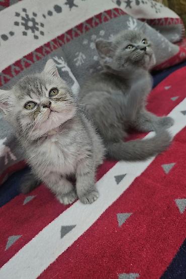 quş: Tabbi, Erkək, Yaxşı əllərə, Ünvandan götürmə — 3