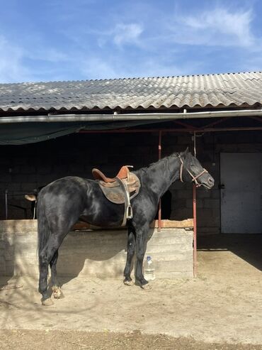 отдам котенка в добрые руки: Продаю | Кобыла (самка), Конь (самец), Жеребец | Рабочий