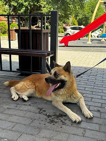 ucuz ev itleri: Akita-inu, 1 il, Dişi — 4