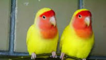 птицы ош: Попугаи разных видов розовощекие неразлучи. Ожиреловые попугаи