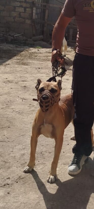 İtlər: Pitbul, 7 ay, Erkek, Ödənişli çatdırılma — 9