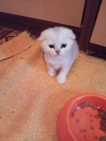 Pişiklər: Şinşilla -da lalafo.az — 13 Pişiklər: Şinşilla — 13