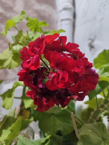 Хлорофитумы: Продаю комнатные цветы Сансевиерия-250сом (тещин язык ) Хлорофитум — 13