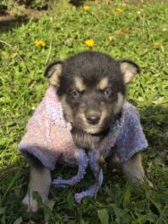 Psi: POKLANJAM štence mesanci haskija i ptičara,očišćeni od — 17