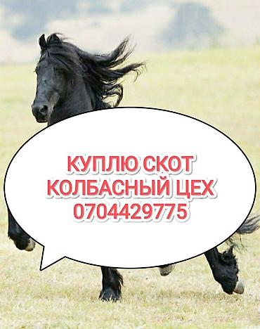 собаки бишкек: Колбасный цех, Частное лицо : Коровы, быки, Лошади, кони, | Любое состояние, Забитый, На забой, на мясо — 1