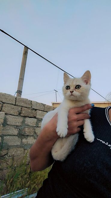 pişik pers: Şinşilla, Dişi, Yaxşı əllərə