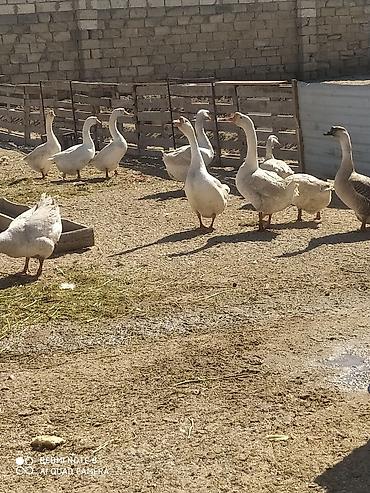 qaz sekli: Mövsümə uyğun qaz balaları - Şəkillərdə təsərrüfatda çıxarılan qaz — 4
