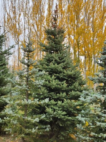 Декоративные деревья: Продаются хвойные и лиственные деревья🌲🌳 - Голубая ель от 0,8-5м - at lalafo.kg — 2 Декоративные деревья: Продаются хвойные и лиственные деревья🌲🌳 - Голубая ель от 0,8-5м - — 2