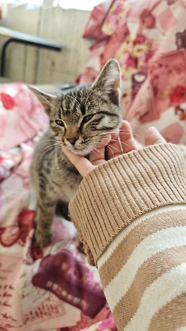 хочу котёнка: Кошка даром: Беспородная, 2 месяца, Девочка — 4