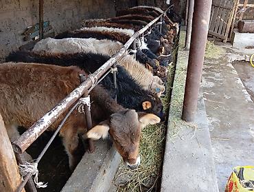 Коровы, быки: Продаю | Бык (самец) | Швицкая | На откорм — 2