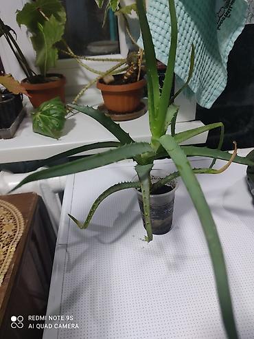 Другой декор и предметы интерьера: Распродажа алоэ и другие цветы по 100 сом — 3