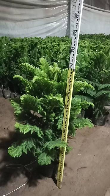 Монстеры: Монстера делициоза (Monstera deliciosa) – крупное — 21