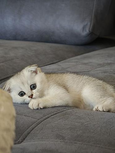 Кошки: Британская, Самка — 9