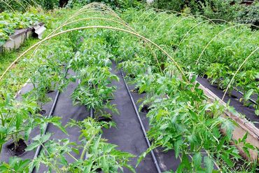 Другие товары для дома и сада: Пленка для мульчирования 30 микрон. Пленка для мульчирования 30 мкм — 10