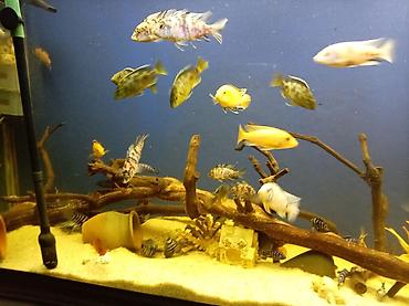 akvarium xırda balığı: Böyük ölçülü akvarium komplekti - Şüşə akvarium: geniş həcmli, ön — 2