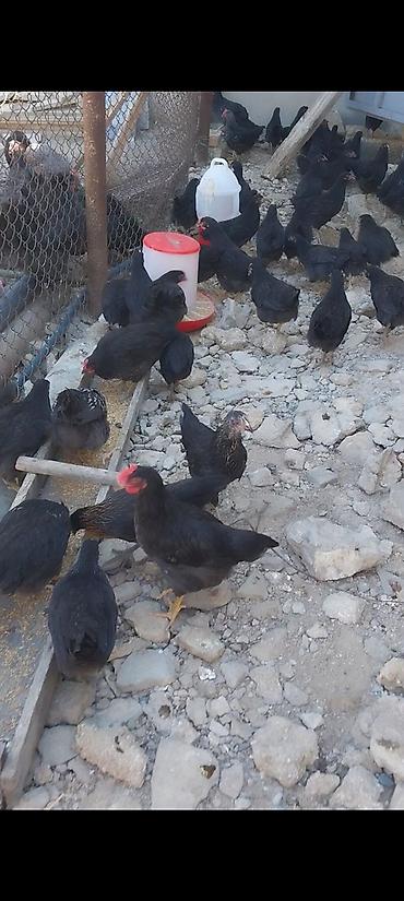 yumurtlayan toyuqlar satilir: Toyuq, Yumurtalıq — 1
