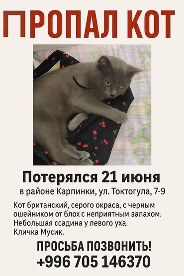 продажа щенков немецкой овчарки с документами в бишкеке: Пропала : Британская короткошёрстная, Мальчик, Серый
