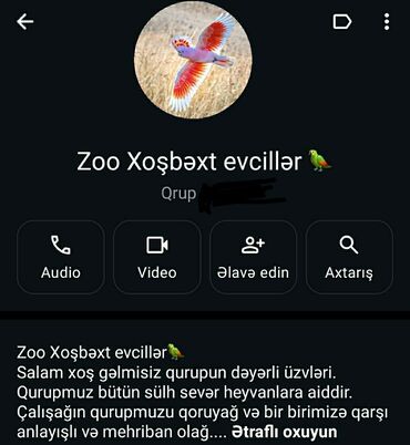 стрижка собак на дому недорого: Salam.vp qurupu yenidi hər növ heyvanların alışı satışı var.Heyvanı