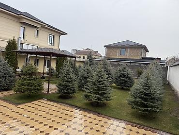 Ель: Продаю Ели голубые от 2-4 метров, колоновидные туи 4 метровые: густые — 18