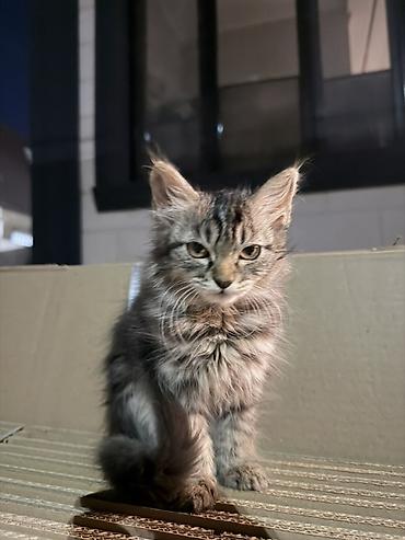 Продажа кошек: Ищем любящий дом для котенка В очень добрые руки, бесплатно ) ровно 2 — 3