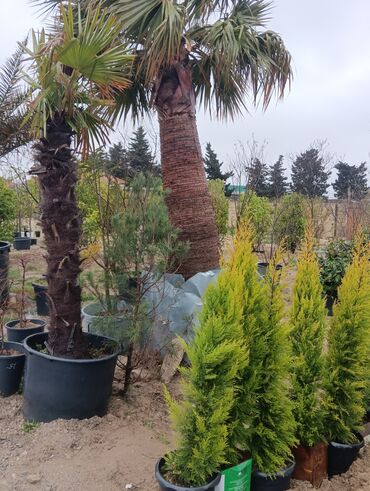 Tinglər: Gul cicek agaclarin satisi torf gubresi satilir 300den yuxari alana — 4