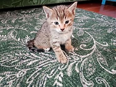 животные кошки: Кошка даром: Беспородная, 2 месяца, Мальчик, Приучена к лотку — 2