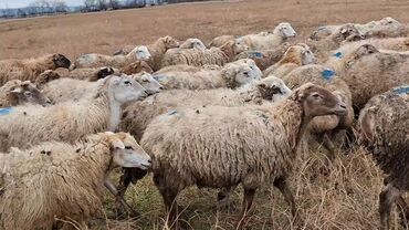 Qoyunlar, qoçlar: Otlaqda otlayan bir sürü qoyun. Qoyunların əksəriyyəti açıq rəngli — 5