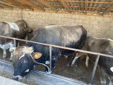 алатауская порода коров цена: Продаю | | Швицкая