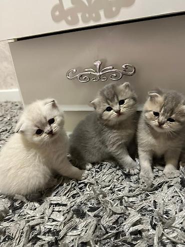 Pişiklər: Şotland yastı qulaq — 6