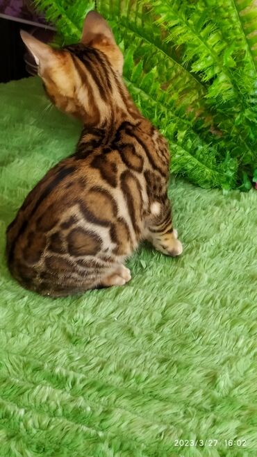 Продажа кошек: Друзья!! Проф питомник Бен Гла Мур Предлагает Шикарных элитных — 12