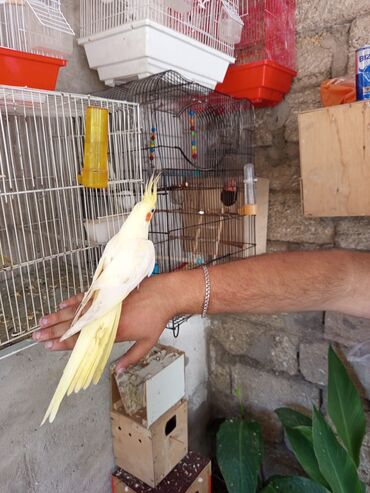 Tutuquşları: Korella Karella tutuqusu papuqay sevgi quşu nerazlucnik valnist 14 — 6