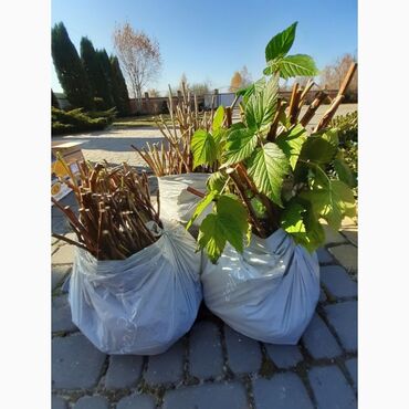 поздравления мишка: Саженцы малины сорта Пшехиба - Крупноплодный десертный сорт. Ягоды