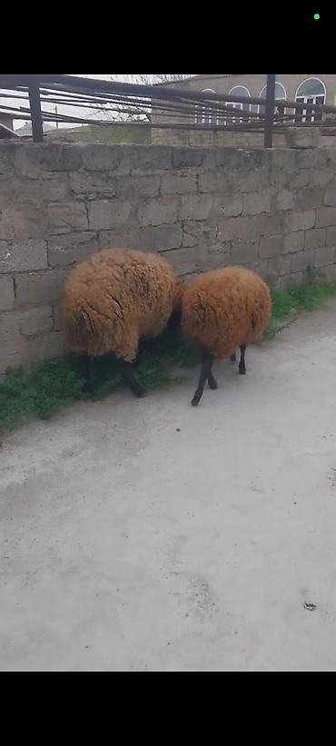Mal-qara: 1 erkək 1 dişi satılır Bilgəh cinsi qumral — 3