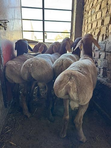 Продам с/х животных: Продаю | Овца (самка) | Для разведения | Матка — 7