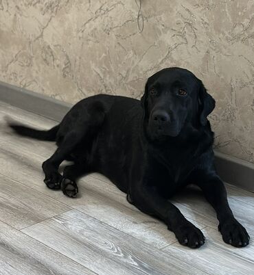 tüklü itlər: Labrador-retriver, 2 il, Erkek, Ünvandan götürmə