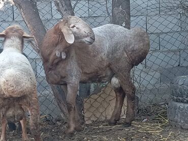 племенные кролики продажа: Сатам | Кочкор (эркек) | Аргын | Союуга, Көбөйтүү үчүн | Асыл тукумдуу
