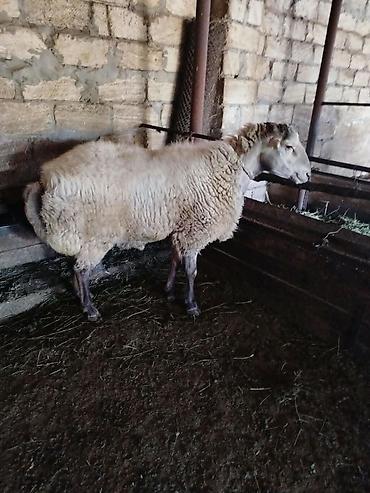 balaca ag itlər: Qoyun – yerli quyruqlu tip - Cins tipi: yerli yağlı quyruqlu (quyruq — 2